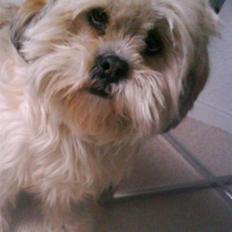 Lhasa apso Molly 