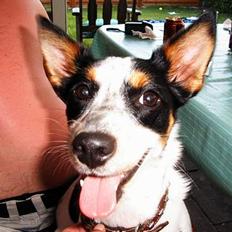 Blanding af racer Gizmo