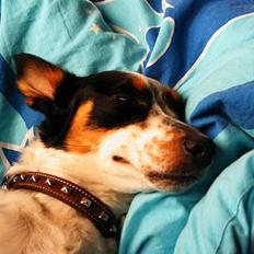 Blanding af racer Gizmo