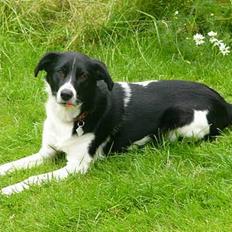 Blanding af racer Malou