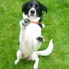 Blanding af racer Malou