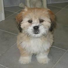 Lhasa apso Molly 