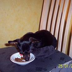 Russisk toy terrier Luna