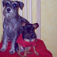 Dvaergschnauzer Baffi