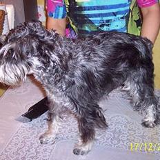 Dvaergschnauzer Baffi