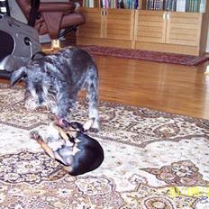 Dvaergschnauzer Baffi