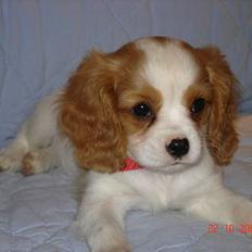 Cavalier king charles spaniel Stella