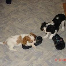 Cavalier king charles spaniel Stella
