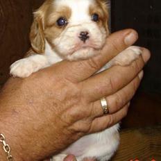 Cavalier king charles spaniel Stella