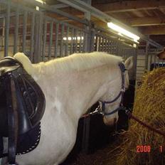 Labrador retriever trunte