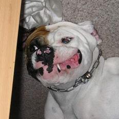 Amerikansk bulldog Line