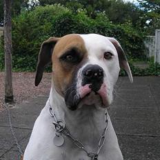 Amerikansk bulldog Line