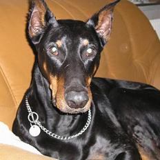 Dobermann Don Pedro El Rico(RIP)