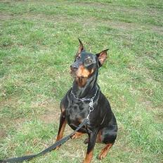 Dobermann Don Pedro El Rico(RIP)
