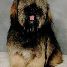 Lhasa apso Cille