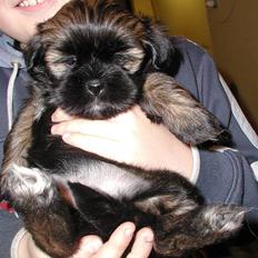 Lhasa apso Cille