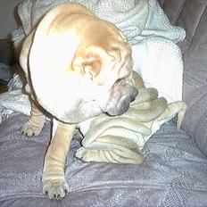 Shar pei Mischa von Moisen*R.I.P.*