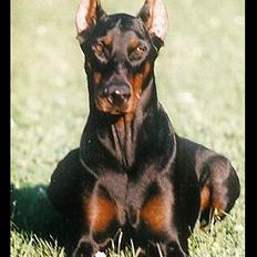 Dobermann (Fyrstinden) Chica R.I.P.