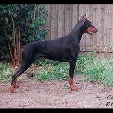 Dobermann (Fyrstinden) Chica R.I.P.
