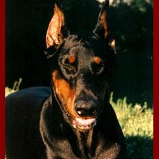 Dobermann (Fyrstinden) Chica R.I.P.