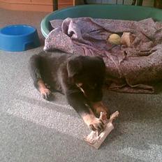 Rottweiler Primo R.I.P