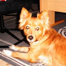 Blanding af racer lady