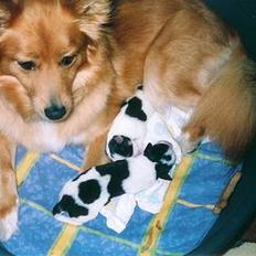 Blanding af racer lady