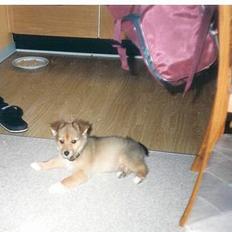 Blanding af racer lady