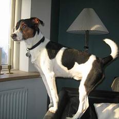 Dansk svensk gaardhund Anton 