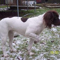 Field Trial spaniel Nickie