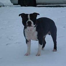 Staffordshire bull terrier Roxystaff Tyson