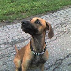 Blanding af racer Grand danois og Dobermann