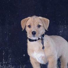 Blanding af racer Chicco