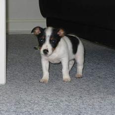Jack russell terrier Luna