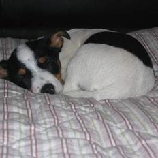 Jack russell terrier Luna