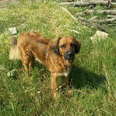 Blanding af racer Seiko