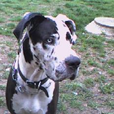 Blanding af racer Grand danois og Dobermann