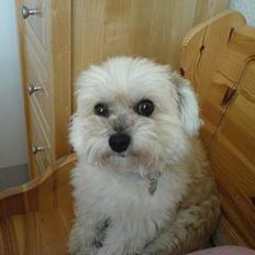 Lhasa apso totte - DØD*