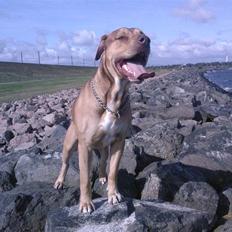 Amerikansk staffordshire terrier Bisse Big Boom