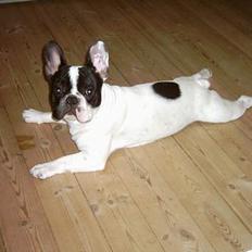 Fransk bulldog Budda