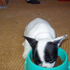 Fransk bulldog Budda