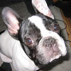 Fransk bulldog Budda