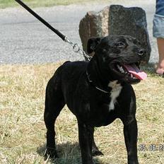 Staffordshire bull terrier Amagerstaff Sille