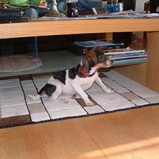 Dansk svensk gaardhund Cocio