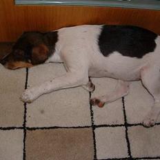 Dansk svensk gaardhund Cocio