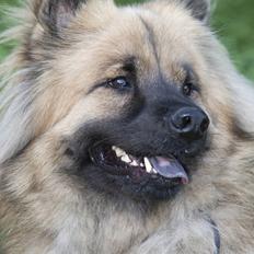 Eurasier  Chanti