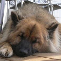 Eurasier  Chanti