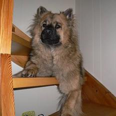 Eurasier  Chanti