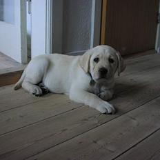 Labrador retriever Sandra ( Juni´s Laura)