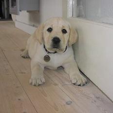 Labrador retriever Sandra ( Juni´s Laura)